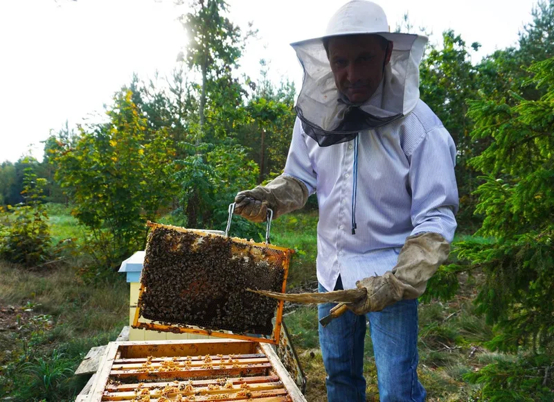 Beekeeper inspecting a honeycomb frame with bees in the apiary